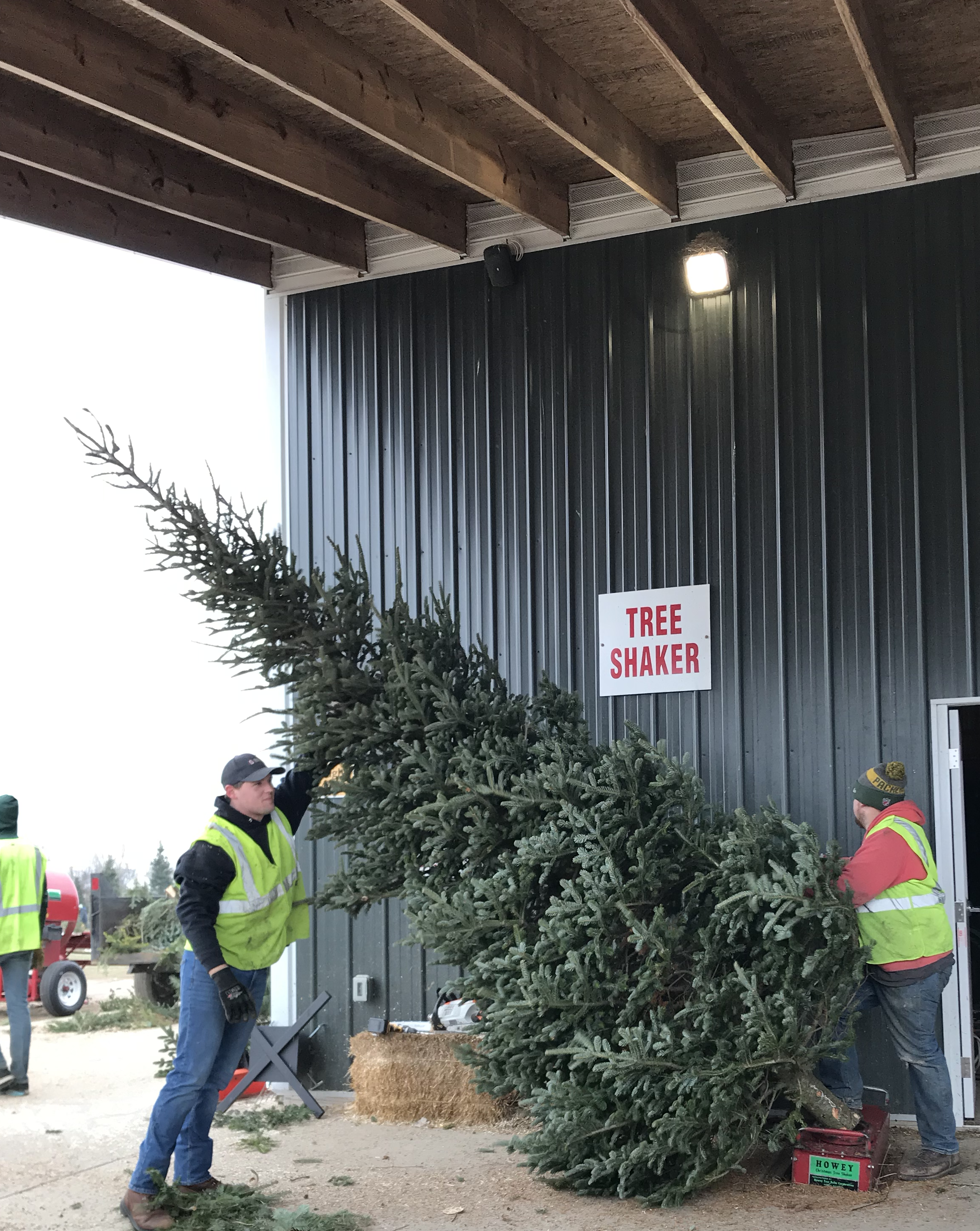 Tree shaker station removing loose needles and debris from a Christmas tree.